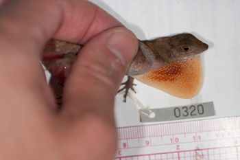 Media type: image;   Herpetology R-186210